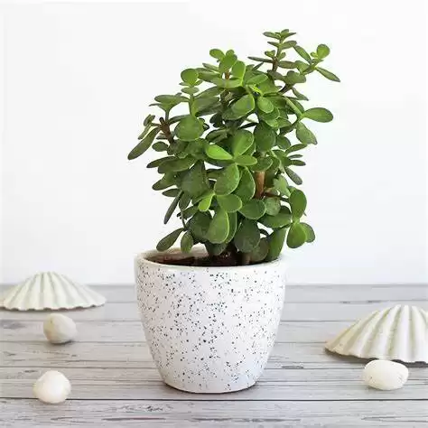 cây cảnh trong nhà