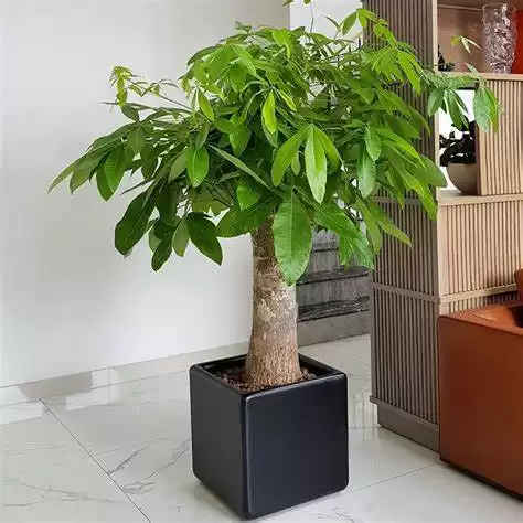 cây cảnh trong nhà