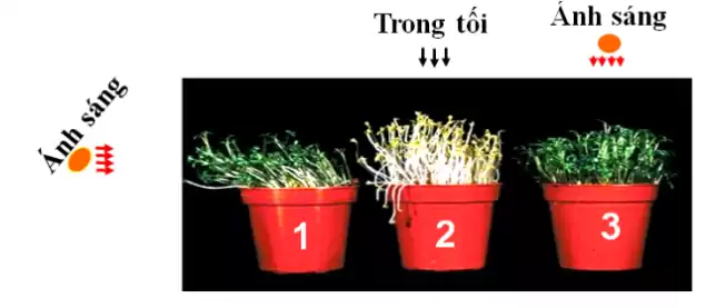 cây cảnh trong nhà