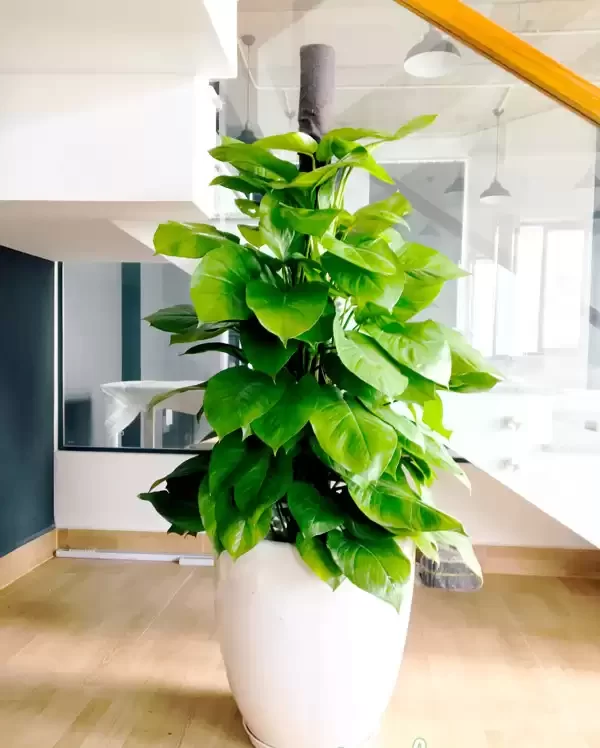 cây cảnh trong nhà