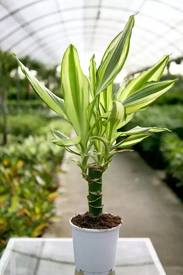 cây cảnh trong nhà