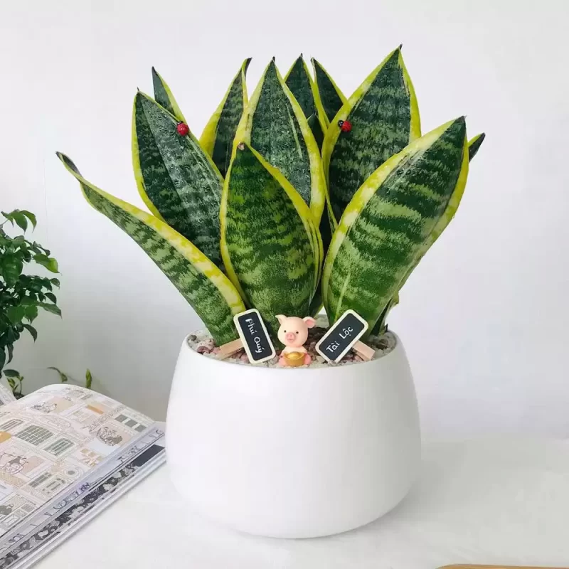 cây cảnh trong nhà